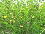 Карагана кустарниковая (Caragana frutex)